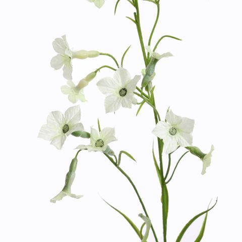 NICOTIANA 80CM CREAM
