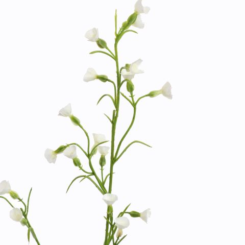 MINI NICOTIANA 75CM CREAM