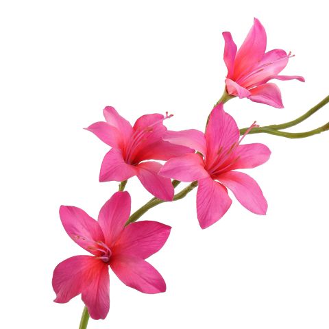 GLADIOLUS NANUS 95CM BEAUTY