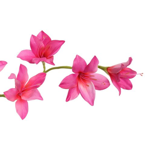 GLADIOLUS NANUS 95CM BEAUTY