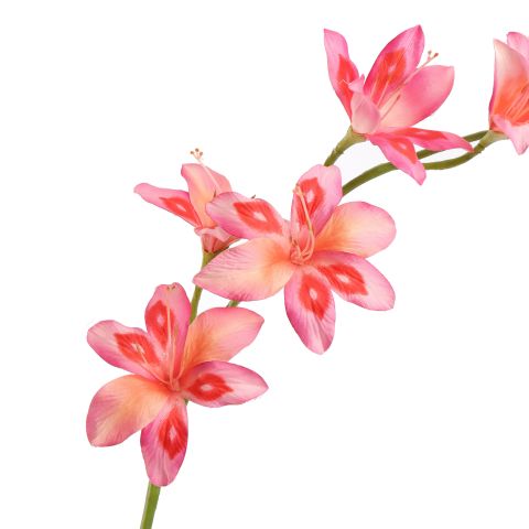 GLADIOLUS NANUS 95CM PINK