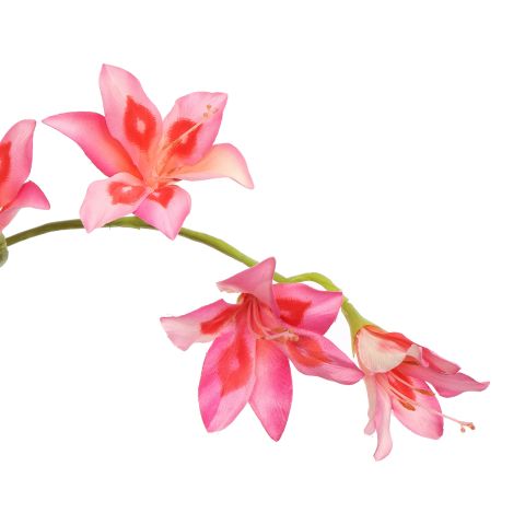 GLADIOLUS NANUS 95CM PINK