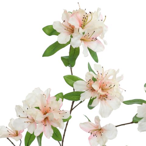 RHODODENDRON 100CM PEACH