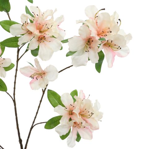 RHODODENDRON 100CM PEACH