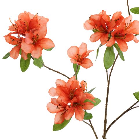 RHODODENDRON 100CM SALMON