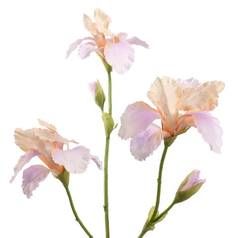 IRIS 82CM LILA