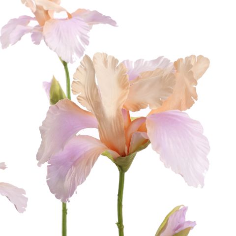 IRIS 82CM LILA
