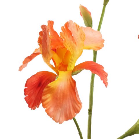 IRIS 82CM ORANGE