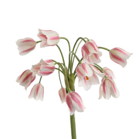 SUMMER BELLS 70CM CREAM PINK
