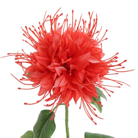 MONARDA FLOWER 75CM CORAL