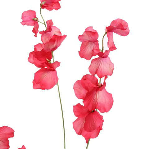 LARGE LATHYRUS 115CM BEAUTY