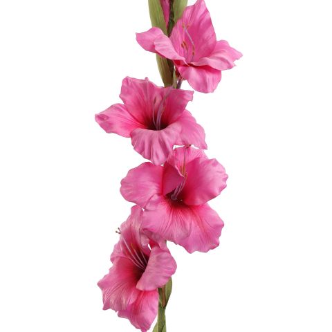 GLADIOLUS 85CM BEAUTY