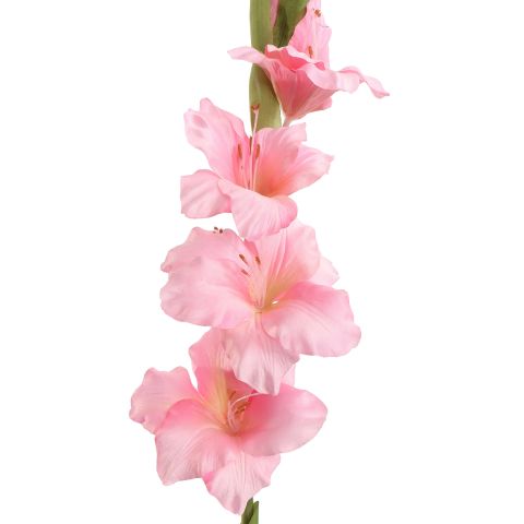 GLADIOLUS 85CM PINK
