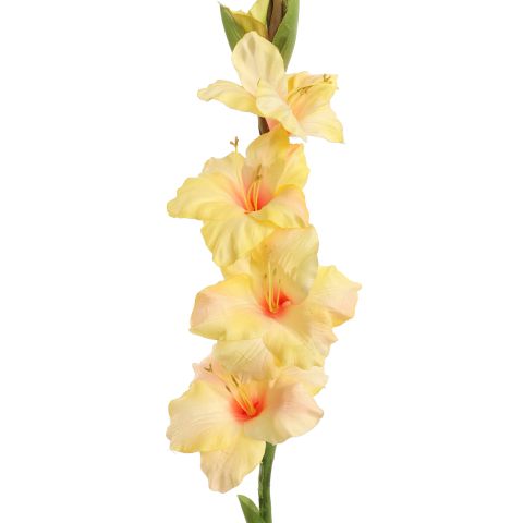 GLADIOLUS 85CM YELLOW