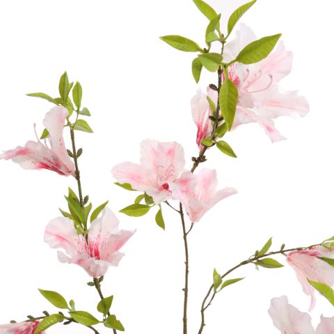 RHODODENDRON 85CM PINK