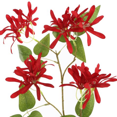 LONICERA 91CM RED