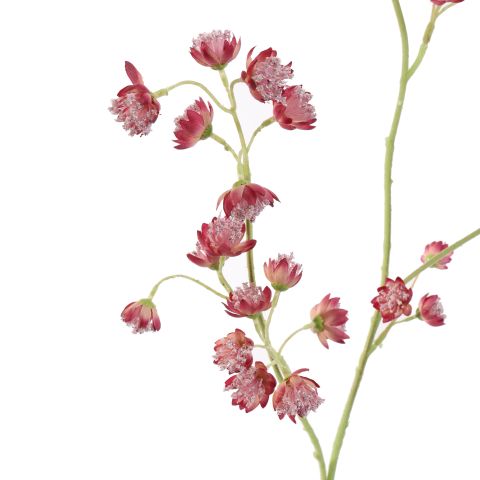 ASTRANTIA SPRAY 84CM BEAUTY