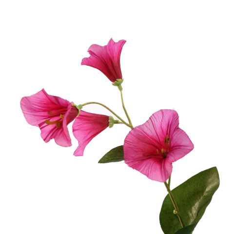CAMPANULA 61CM BEAUTY