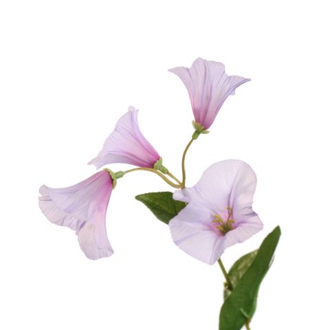 CAMPANULA 61CM LILA