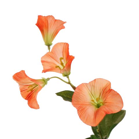 CAMPANULA 61CM ORANGE