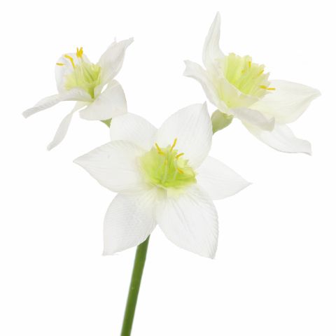 NARCISSUS 62CM WHITE