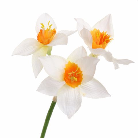 NARCISSUS 62CM WHITE YELLOW