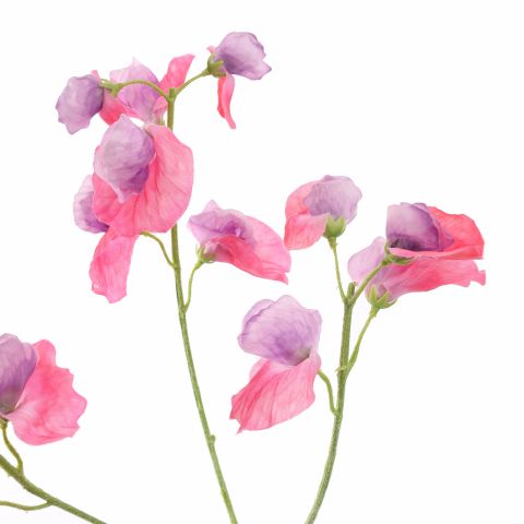 SWEET PEA 66CM BEAUTY