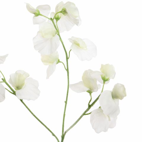 SWEET PEA 66CM CREAM