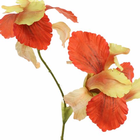 IRIS X2 65CM BEAUTY