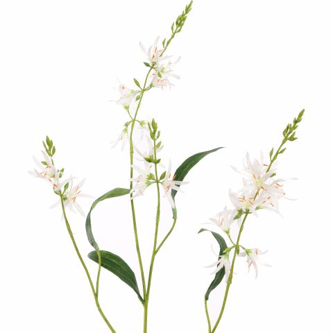 CAMASSIA 101CM CREAM
