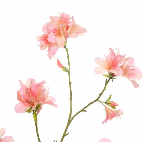 RHODODENDRON 116CM PINK