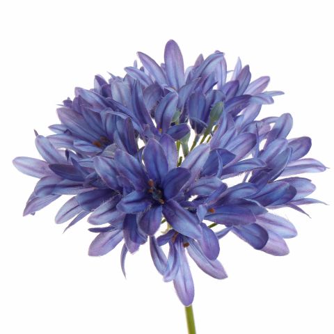 AGAPANTHUS 77CM BLUE