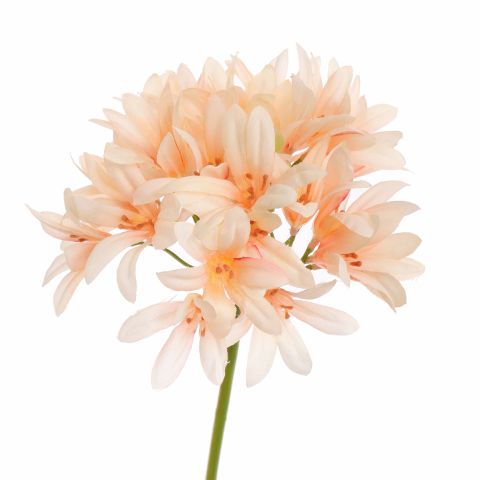 AGAPANTHUS 77CM PEACH