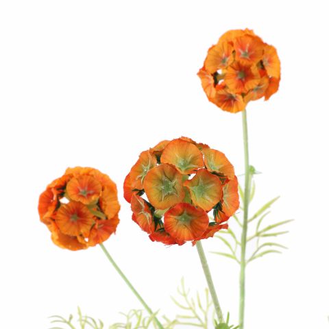 SCABIOSA POD SPRAY 60CM ORANGE