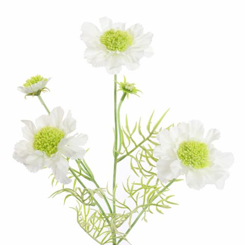 SCABIOSA 60CM CREAM