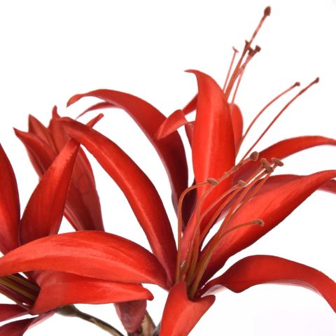 HIPPEASTRUM 80CM RED