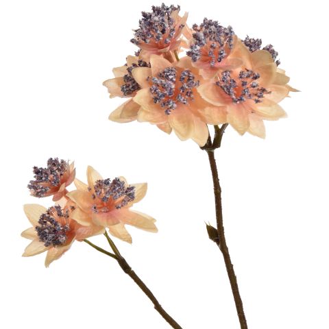 ASTRANTIA BRANCH 70CM BEIGE