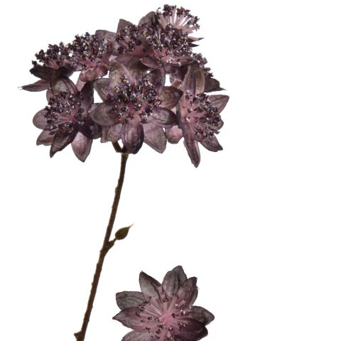 ASTRANTIA BRANCH 70CM TAUPE