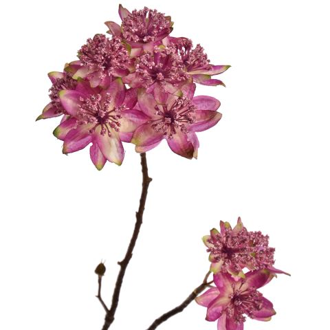 LARGE ASTRANTIA BRANCH 110CM BEAUTY