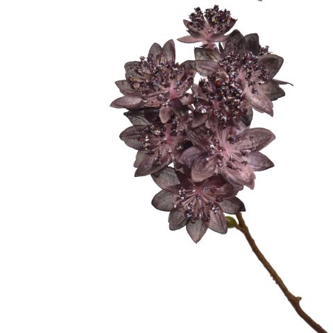 LARGE ASTRANTIA BRANCH 110CM TAUPE