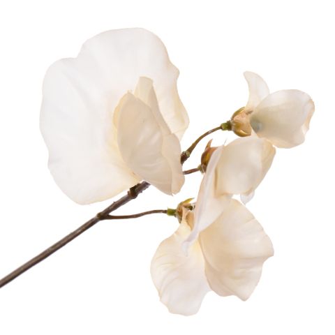 SWEET PEA 66CM VANILLA
