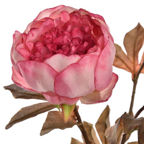 BALL PEONY SPRAY 60CM BEAUTY