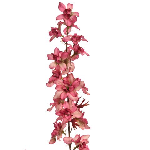 DELPHINIUM 95CM BEAUTY