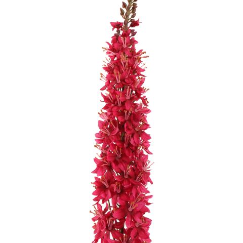 EREMURUS 109CM BEAUTY