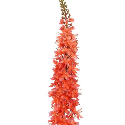 EREMURUS 109CM ORANGE