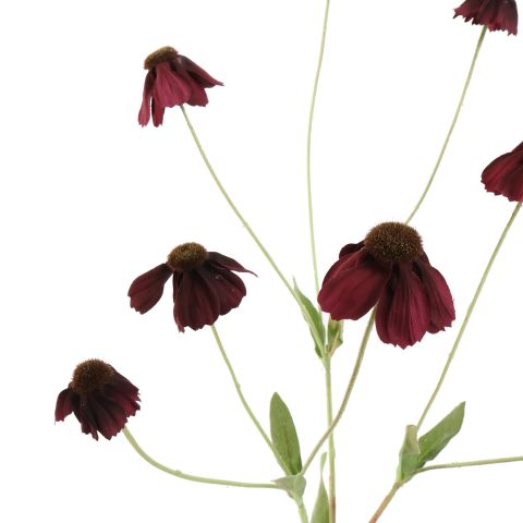RUDBECKIA SPRAY 88CM BURGUNDY