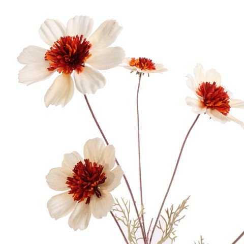 COSMOS SPRAY 92CM CREAM
