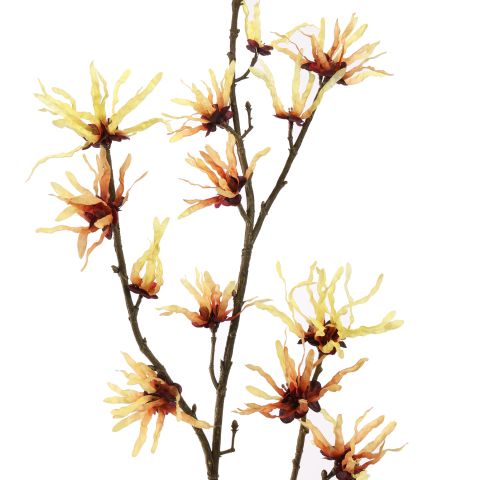 HAMAMELIS 98CM YELLOW