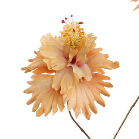 HIBISCUS 89CM BROWN