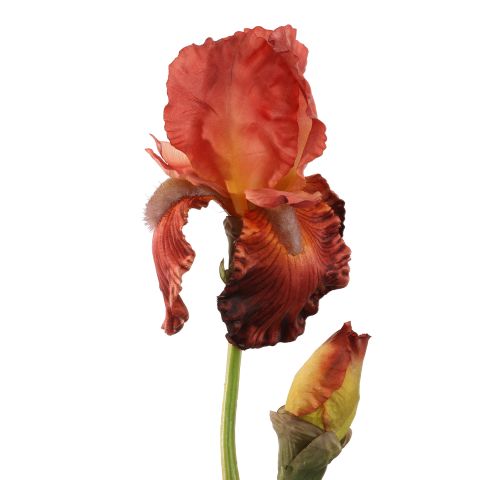 IRIS SPRAY 79CM BROWN